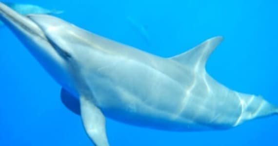 Wild Dolphin-Assisted Therapy WDAT