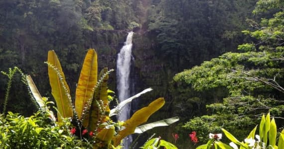 Exploring Hawaii Akaka Falls - Hawaii Island Recovery