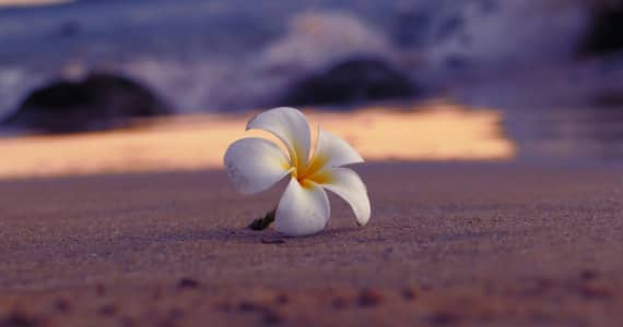 Transform Your Life with Evidence-Based Treatment at Hawaii Island Recovery