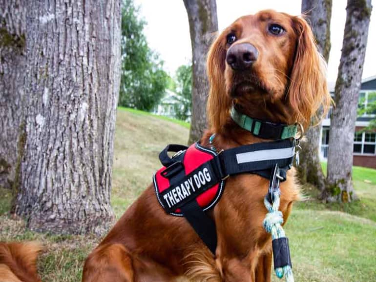 Therapy dog | Animal-assisted Therapy