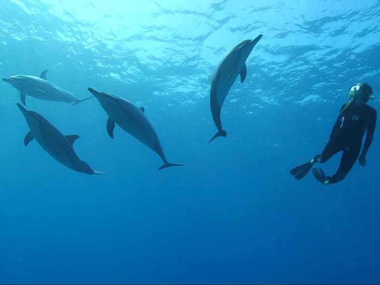 Wild Dolphin Assisted Psychotherapy at Hawaii Island Recovery