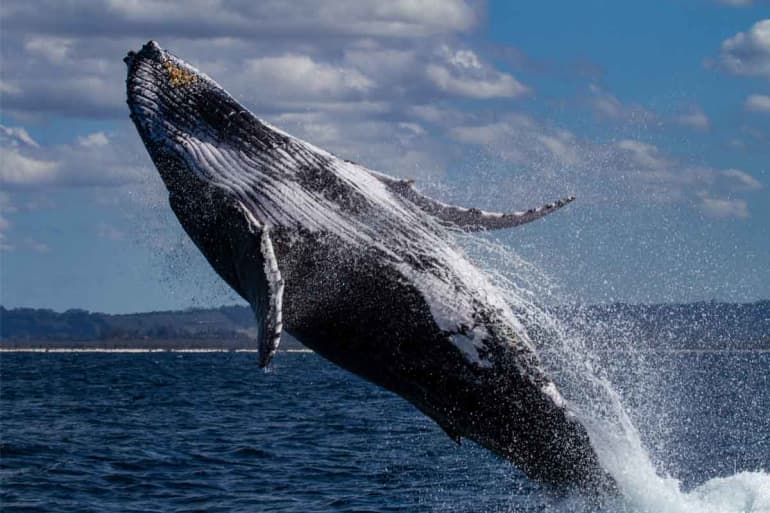 Humpback Whales in Hawaii