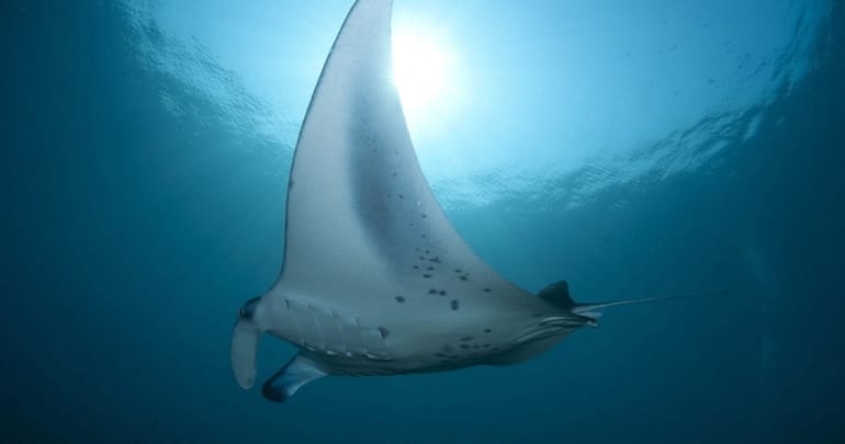 Exploring Hawaii swimming with Manta Rays