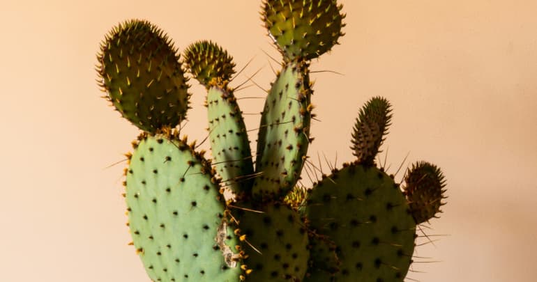 Chronic Pain in Recovery: Non-Opioid Pain Management