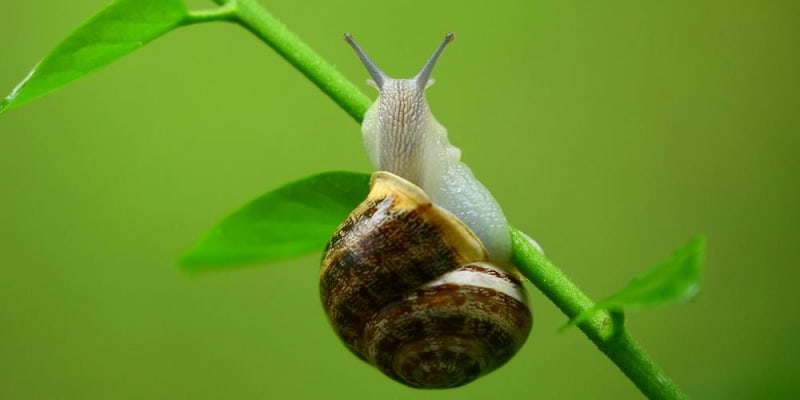 Makrofotó csigáról és katicabogárról