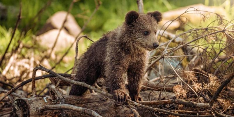 vadfotózáshoz új tükör nélküli fényképezőg