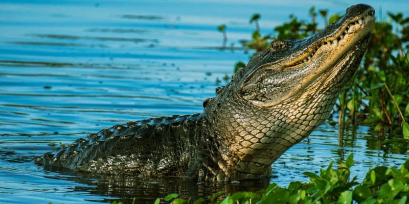 krokodil megeszik egy drónt