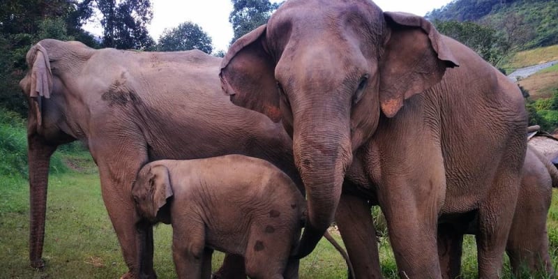 a vadon élő állatok fotózásához