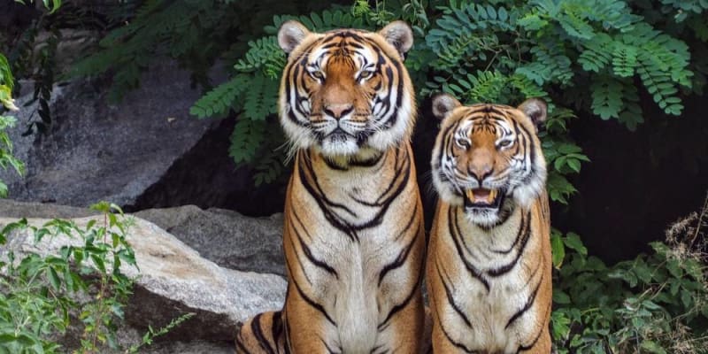 A vadon élő állatok fotózása