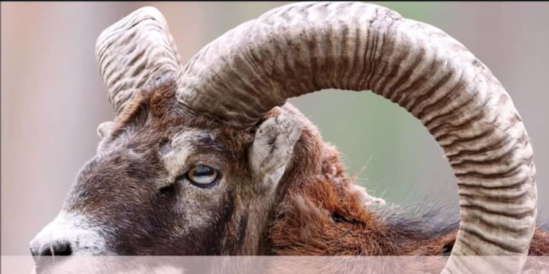 Ezt kell tudni a Kos és a Halak kompatibilitásáról egy asztrológus szerint