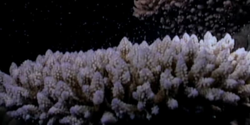 évek óta tartó korallfehéredés