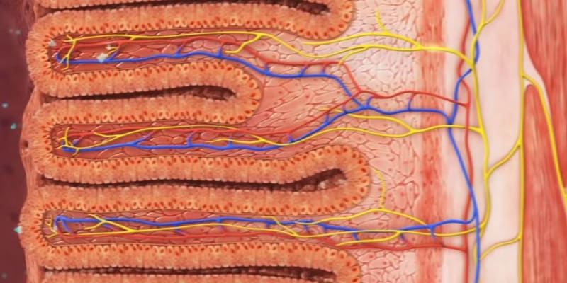 bowel cleansing