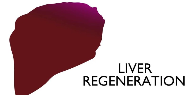 what regenerates the liver