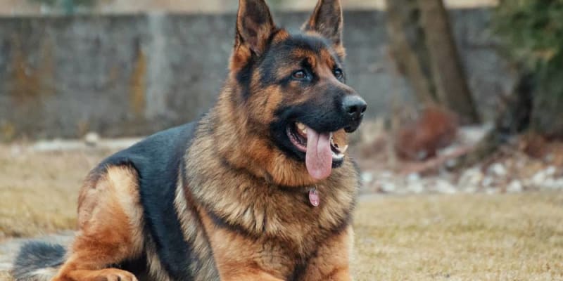 a német juhászkutyád gondozása