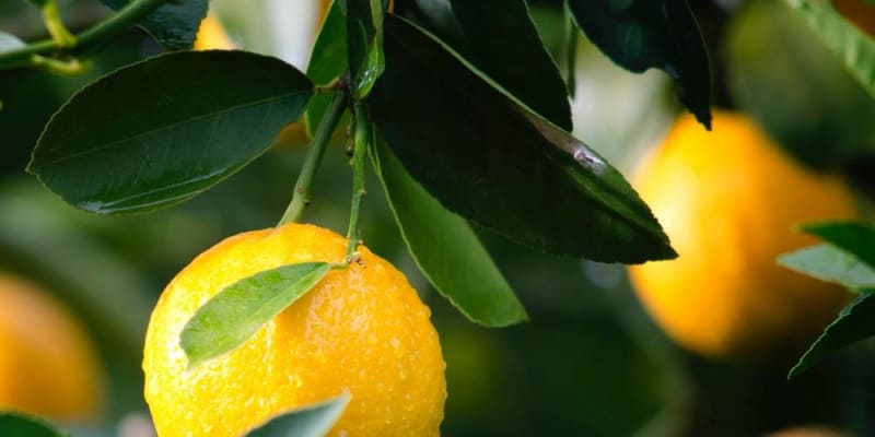 citrusfákat beltérben