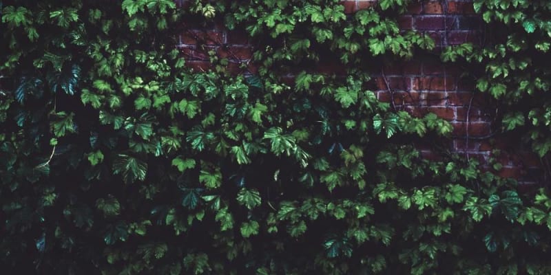 mit ültessünk a kertbe