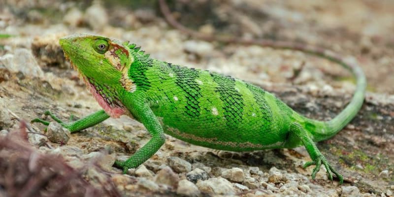  katonai vagy más célokra 