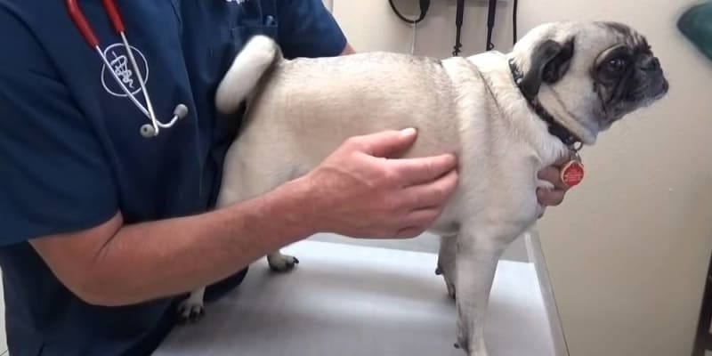 doggie diet tips