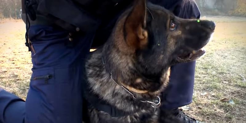 Zenei fesztivál védnökei