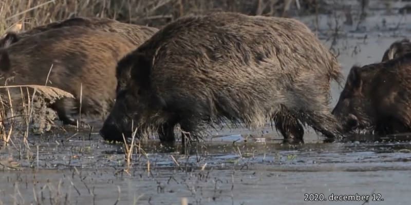 állattámadások miatt 