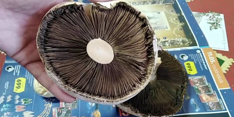 mushroom farming