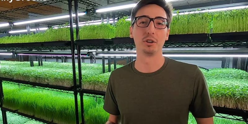 microgreens