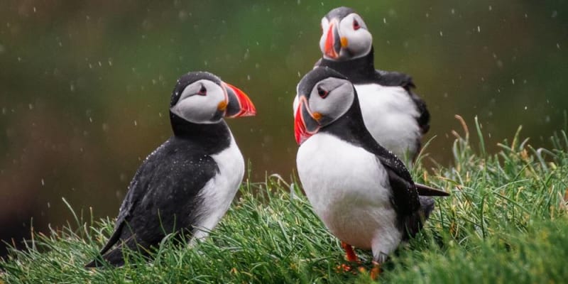  puffinok felderítése