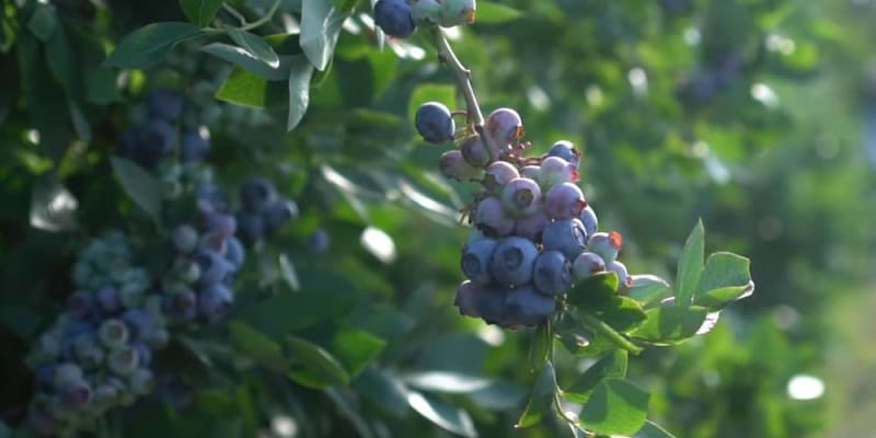 growing blueberries