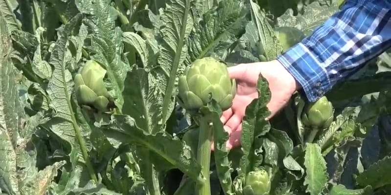artichoke cultivation