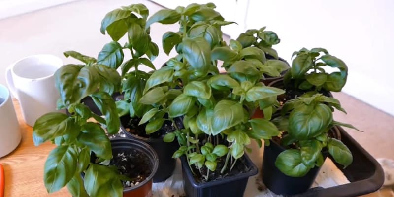 growing basil