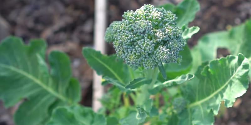 broccoli growing