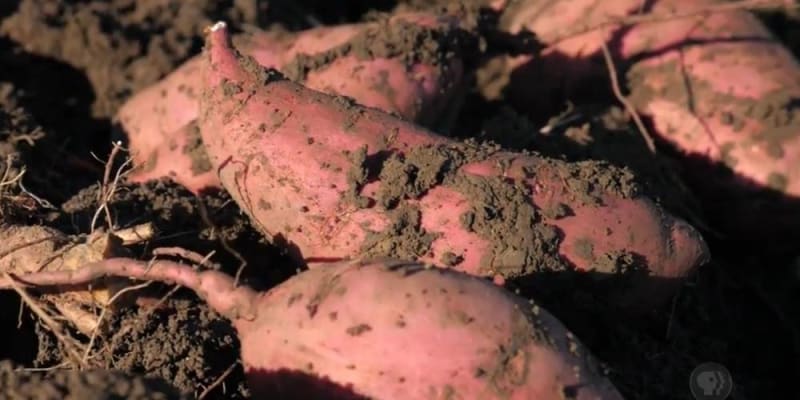 growing sweet potatoes