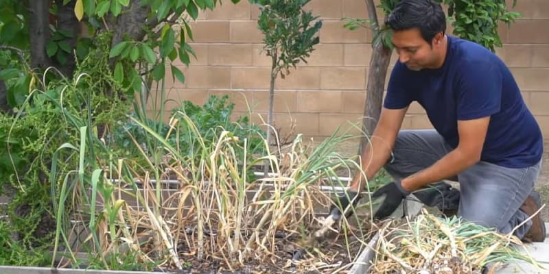 growing garlic