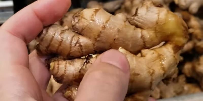 growing ginger