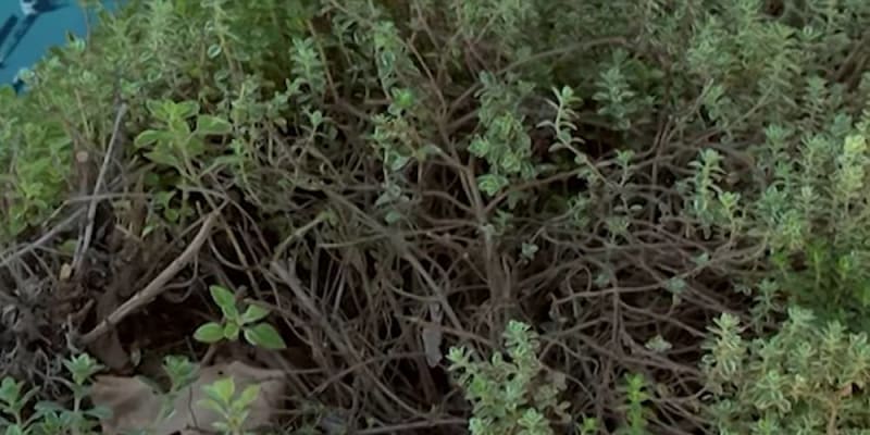growing thyme