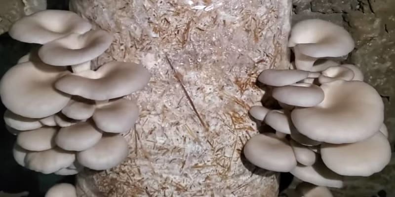 Laska gomba termesztés