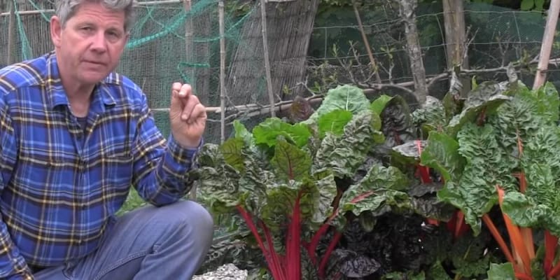 chard cultivation