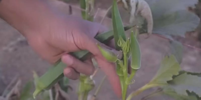okra growing