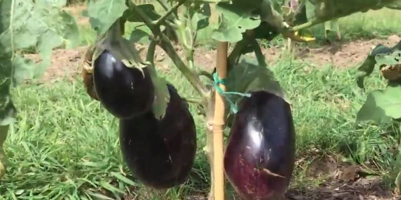growing aubergines