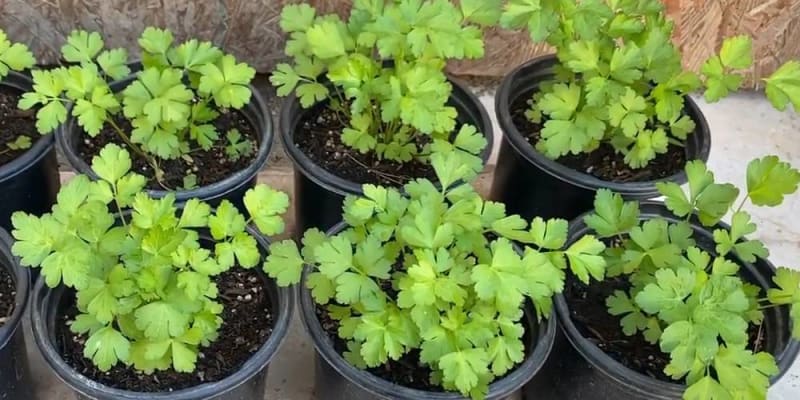 growing parsley
