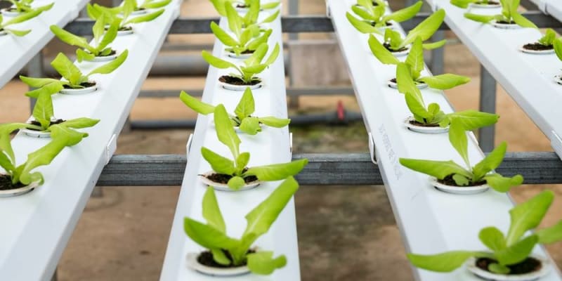 szerves nitrogénműtrágya