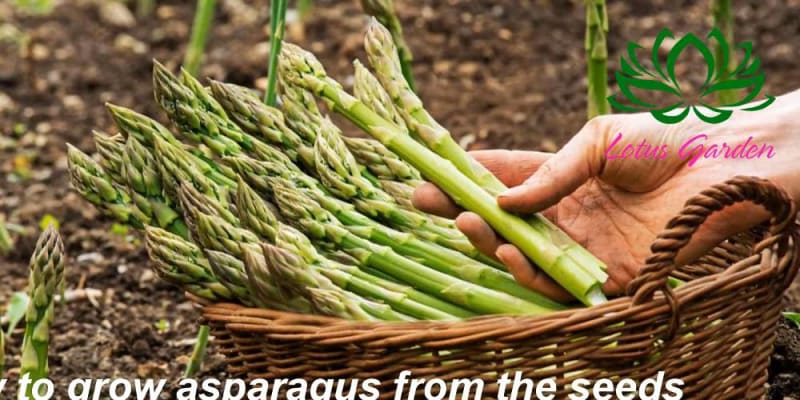 growing asparagus