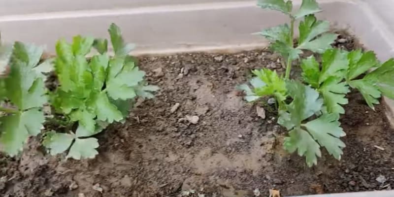 celery cultivation