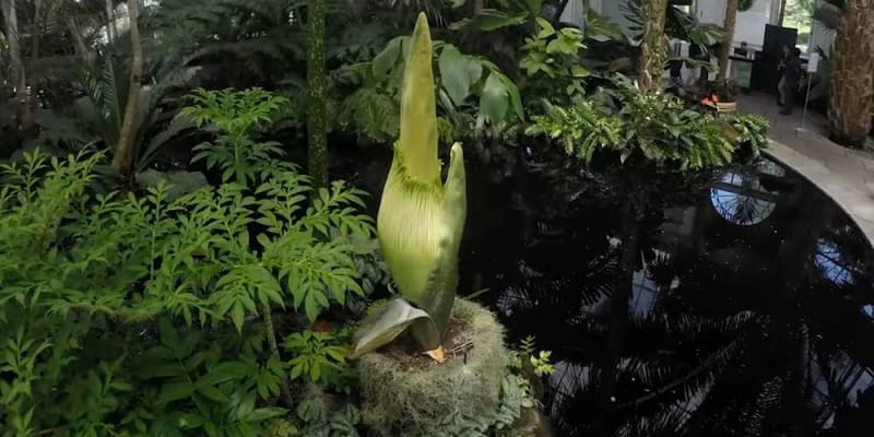 A Világ Legkülönlegesebb Virágai