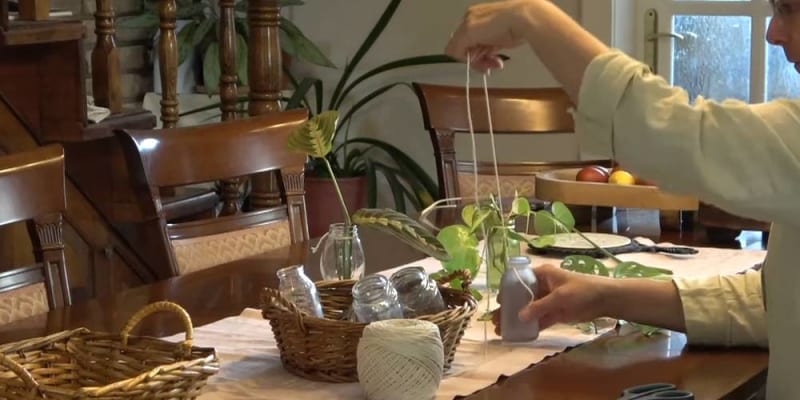 Természetes növényi gyökereztetők