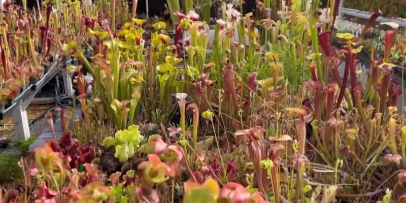 Különleges kancsó növények