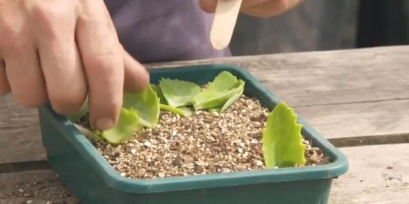 szaporítás levéldugványról