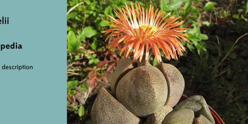 Egy kő növesztése