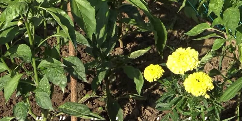 A növénytársítás