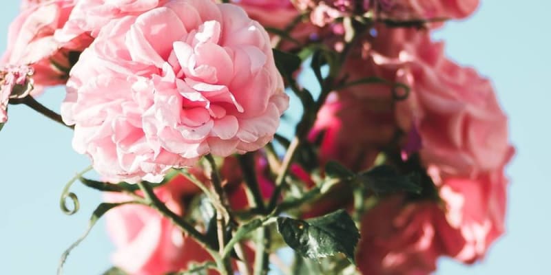 Különleges szobanövények